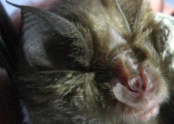 Kleine Hufeisennase (Rhinolophus hipposideros) - © Oliver Gebhardt